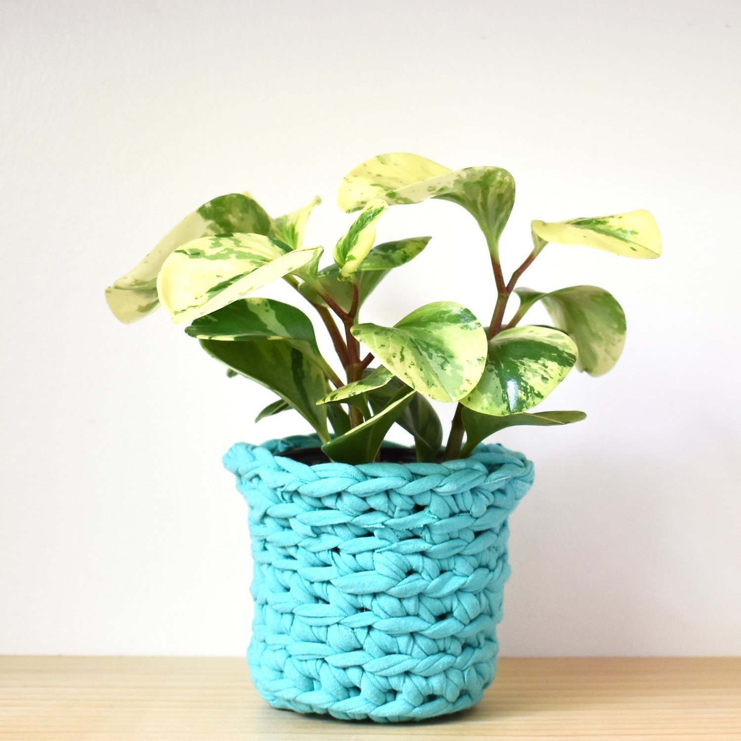 Bright turquoise crochet plant pot cover made from t-shirt yarn holding a variegated peperomia