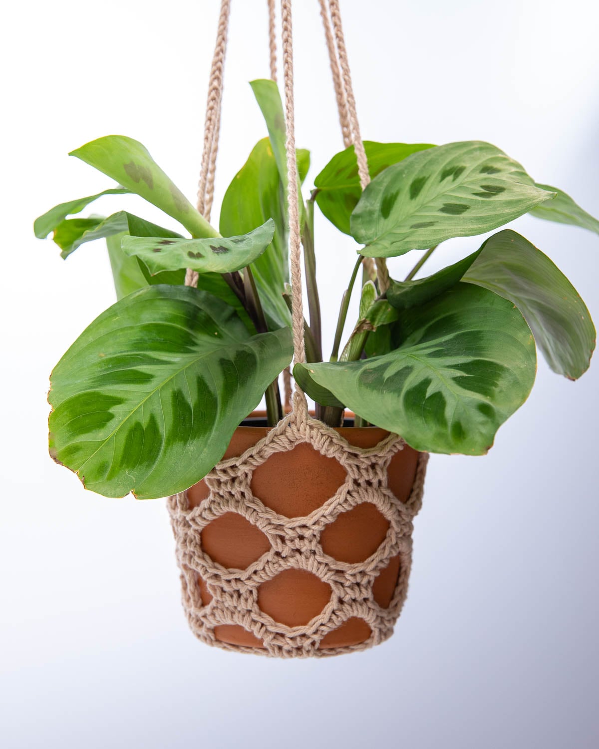 Lacy beige crochet plant hanger holding a terracotta pot with a prayer plant